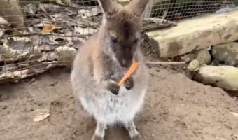なんて無慈悲な！ニンジンを美味しそうに食べていたワラビーがちょっぴり可哀想になる動画が話題
