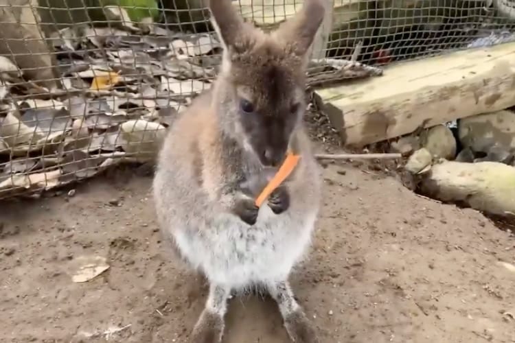 なんて無慈悲な！ニンジンを美味しそうに食べていたワラビーがちょっぴり可哀想になる動画が話題
