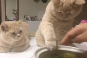 「ちょっとだけニャ」鍋の中に手を入れようとする猫と、それを阻止する飼い主の攻防戦が面白い