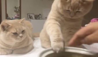「ちょっとだけニャ」鍋の中に手を入れようとする猫と、それを阻止する飼い主の攻防戦が面白い