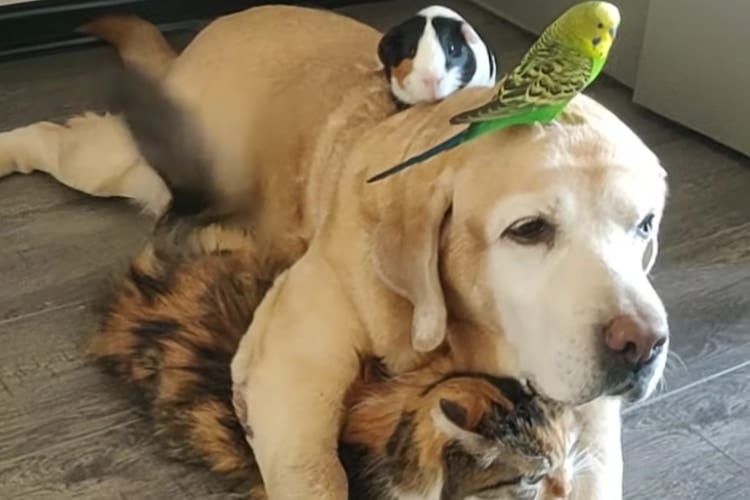 令和版ブレーメンの音楽隊ですか？種の異なるお友達が積み重なってくつろぐ姿にほっこり