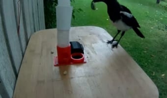 ゴミとエサを物々交換！？家の裏に住むカササギとwin-winの関係を実現！DIYした装置が凄い