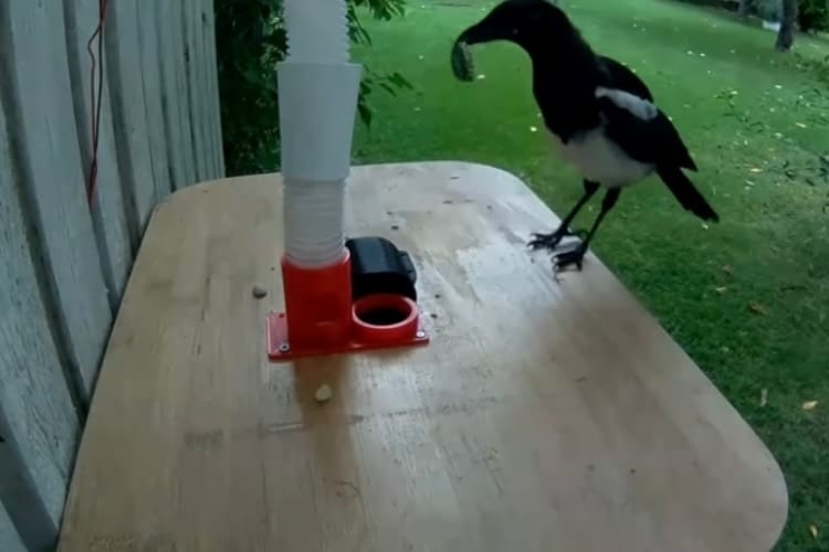 ゴミとエサを物々交換！？家の裏に住むカササギとwin-winの関係を実現！DIYした装置が凄い