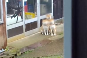 散歩を待つ3匹の柴犬が集合してケルベロス化！こんなかわいい冥界の番犬見たことない