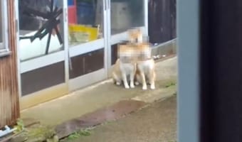 散歩を待つ3匹の柴犬が集合してケルベロス化！こんなかわいい冥界の番犬見たことない