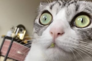 犯行がバレバレだけど黙秘を続けるすっとぼけた表情がめちゃくちゃ可愛いニャンコ