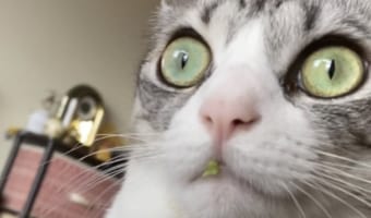 犯行がバレバレだけど黙秘を続けるすっとぼけた表情がめちゃくちゃ可愛いニャンコ