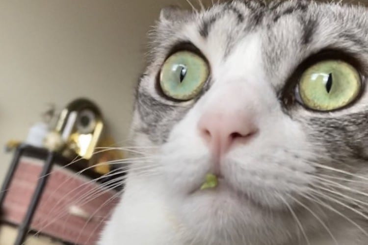 犯行がバレバレだけど黙秘を続けるすっとぼけた表情がめちゃくちゃ可愛いニャンコ