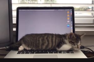 眠っているニャンコの呼吸にPC画面がシンクロ！？謎の中毒性がある動画が話題に