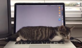 眠っているニャンコの呼吸にPC画面がシンクロ!?謎の中毒性がある動画が話題に