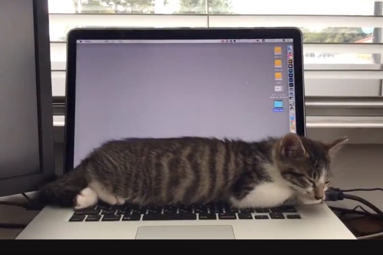 眠っているニャンコの呼吸にPC画面がシンクロ！？謎の中毒性がある動画が話題に