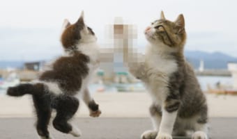 子猫同士のハイタッチの瞬間を激写！まるでスラムダンクのワンシーンのようだと話題に
