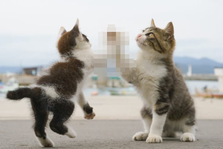 子猫同士のハイタッチの瞬間を激写！まるでスラムダンクのワンシーンのようだと話題に