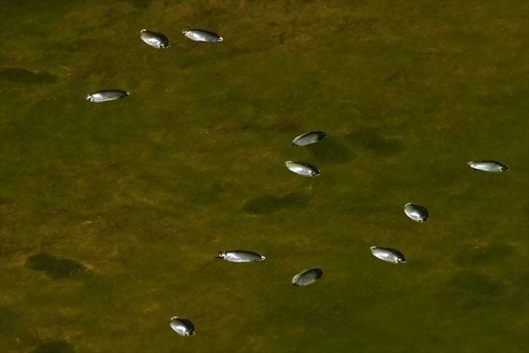 水面にいる「みずすまし」は、水面にいるために面白い進化をしていた！