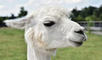 【気を付けて】モフモフしてかわいい「アルパカ」に不用意に近付くとツバをかけられるかも!