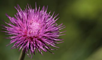 トゲのある花「アザミ」、その名前の由来もまたトゲにあった！