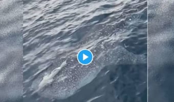 日本海でジンベエザメ!?悠然と泳ぐジンベエザメの動画がTwitterで話題に!