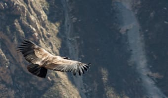 飛行する鳥の中でも最大級!「コンドル」ってどんな鳥?なんで頭部に毛が無いの?