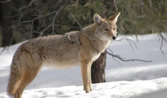 北アメリカに生息する「コヨーテ」はどんな動物?オオカミとどこが違う?