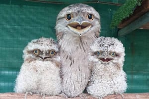 なんだこのモフモフは？ガマグチヨタカの雛が可愛すぎる！