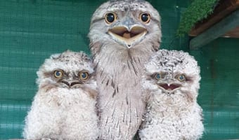 なんだこのモフモフは？ガマグチヨタカの雛が可愛すぎる！