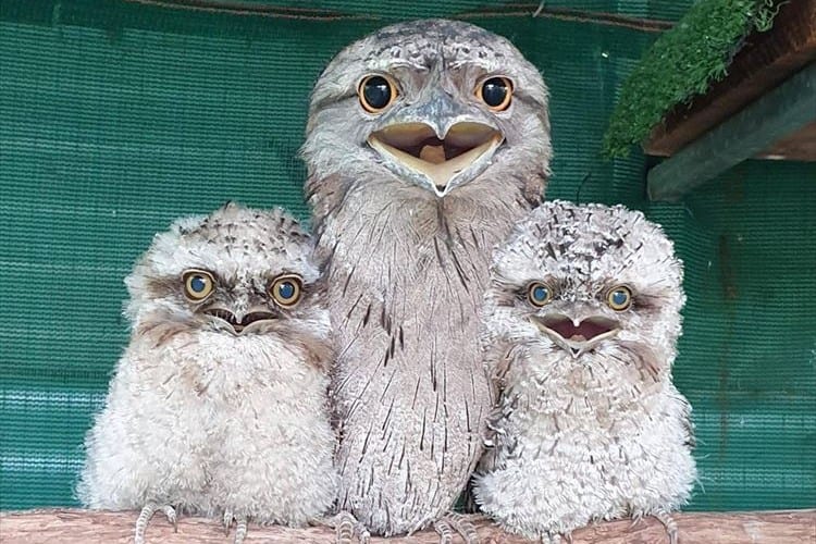 なんだこのモフモフは？ガマグチヨタカの雛が可愛すぎる！