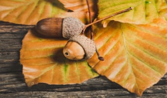 ドングリの実がなるのはドングリの木ではない？！では、何の木に実るの？