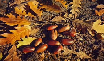 「ドングリ」は漢字でどう表記する？その名前の由来は何？