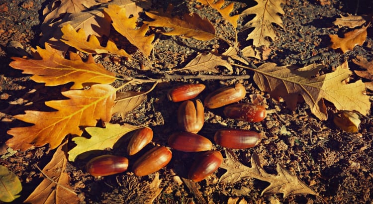 「ドングリ」は漢字でどう表記する？その名前の由来は何？