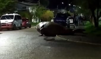 えっ何アレ！？夜の街に巨大な生物が現る！街中大騒ぎで警察や軍隊が出動する事態に･･･