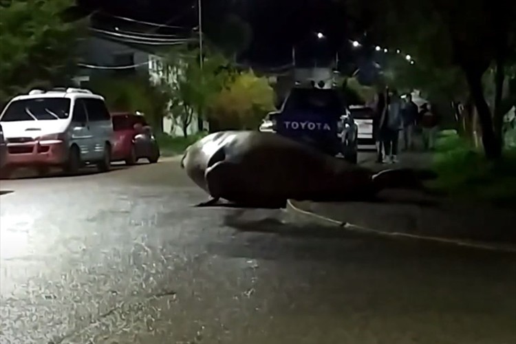 えっ何アレ！？夜の街に巨大な生物が現る！街中大騒ぎで警察や軍隊が出動する事態に･･･