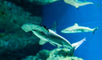 ハンマーヘッドとも呼ばれる「シュモクザメ」は危険なサメ？それほどでもない？