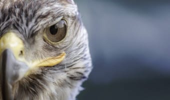 速い鳥の代表「ハヤブサ」、名前もその速度から来たものだった!