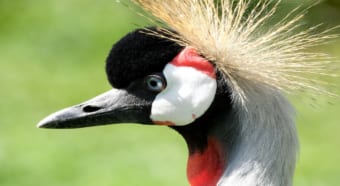 まるで王様みたい！冠を被ったような美しいアフリカのツル「ホオジロカンムリヅル」