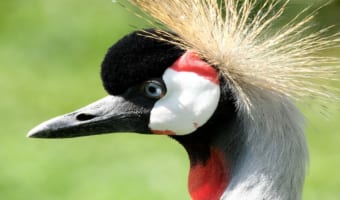 まるで王様みたい!冠を被ったような美しいアフリカのツル「ホオジロカンムリヅル」