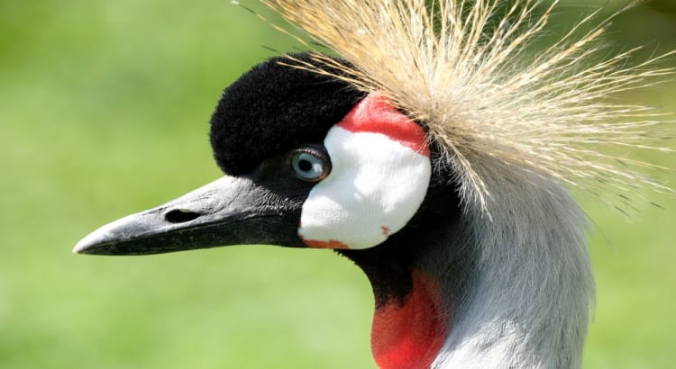 まるで王様みたい！冠を被ったような美しいアフリカのツル「ホオジロカンムリヅル」