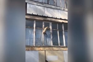 窓を這うように移動する姿はまさにスパイダーマン(笑) ニャンコの身体能力はやはり凄かった！