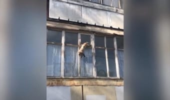 窓を這うように移動する姿はまさにスパイダーマン(笑) ニャンコの身体能力はやはり凄かった!