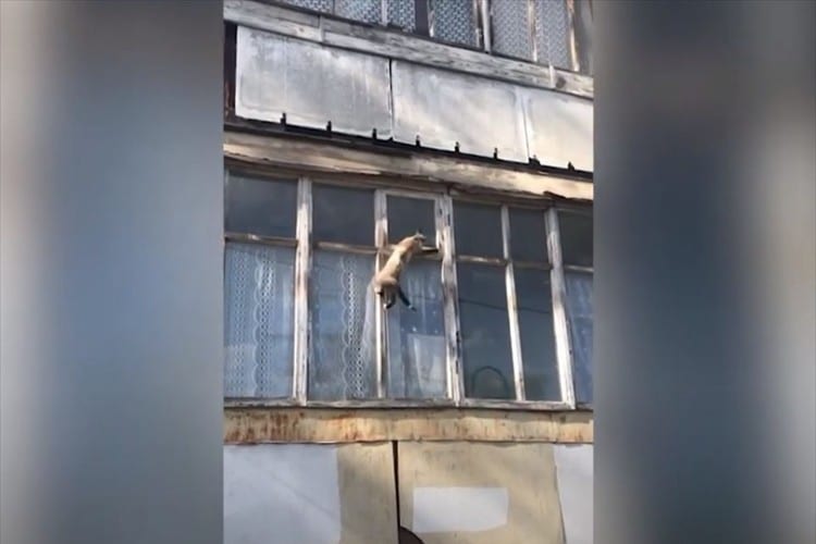 窓を這うように移動する姿はまさにスパイダーマン(笑) ニャンコの身体能力はやはり凄かった！