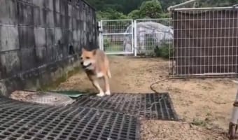 柴田将平アナの実況動画が大反響！犬が走るだけの4秒の動画も、これだけ盛り上がる(笑)