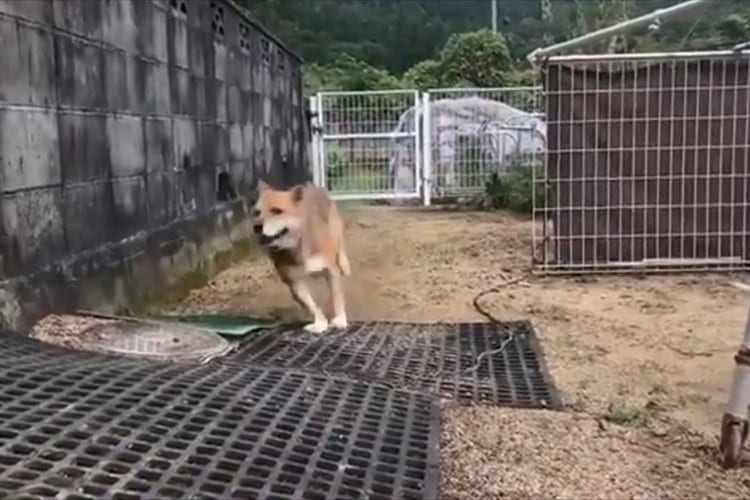 柴田将平アナの実況動画が大反響！犬が走るだけの4秒の動画も、これだけ盛り上がる(笑)