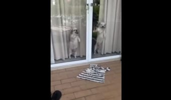 こんなに喜んでくれるんだ(笑) 飼い主の帰宅を熱烈に歓迎するワンコたちが可愛いすぎる!