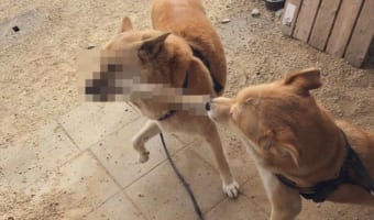 ワンコが繰り出した強烈な一撃が炸裂！決定的な瞬間をとらえた写真が話題に！