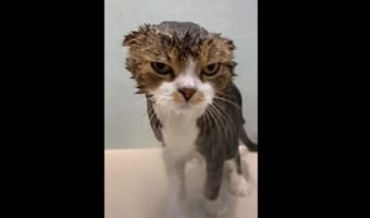 シャワーは嫌いだニャン!目で訴えかけるニャンコが可愛らしいと話題に!