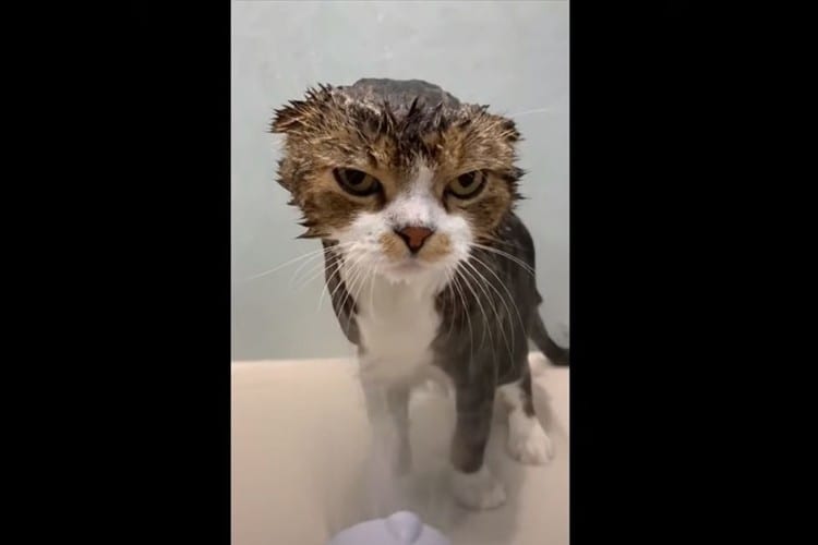 シャワーは嫌いだニャン！目で訴えかけるニャンコが可愛らしいと話題に！