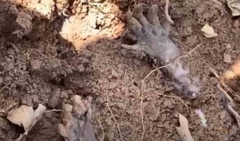 土に埋もれているのは、まさか人間の手！？試しに触ってみると･･･なんと動き出した！