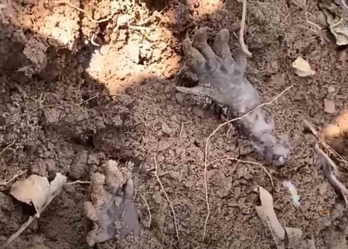 土に埋もれているのは、まさか人間の手！？試しに触ってみると･･･なんと動き出した！