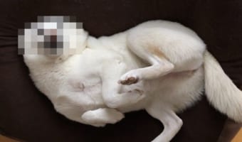 ワンコがまさかの変身!?新種のアザラシかと思わせる決定的瞬間が話題に!