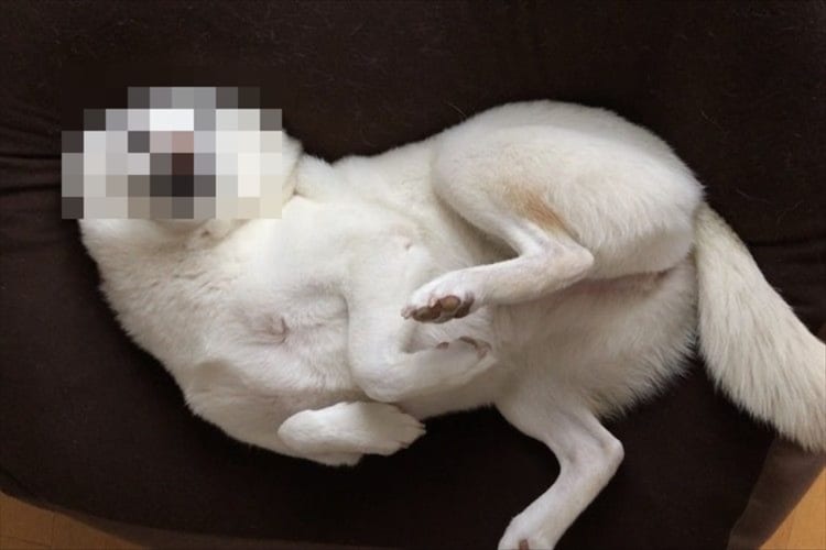 ワンコがまさかの変身！？新種のアザラシかと思わせる決定的瞬間が話題に！