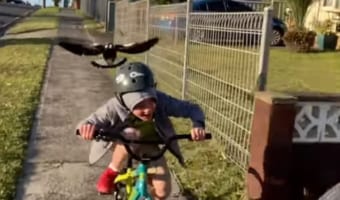 鳥に襲われる少年･･･その後どこかへ飛んで行ったかと思いきや、さらなる恐怖に直面！